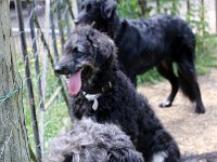 Puppys van Bliss040622-0048